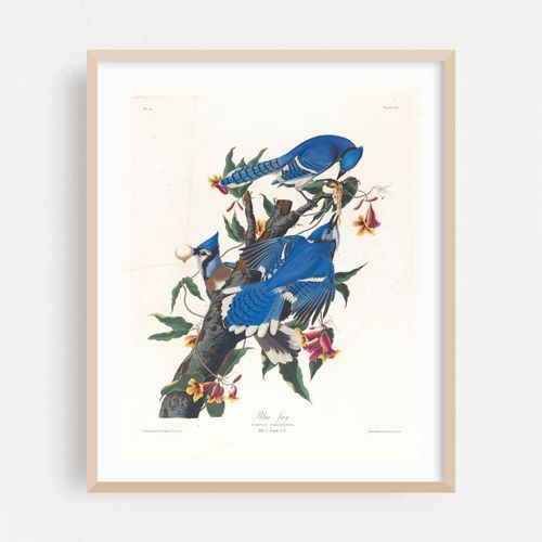 Blue jay (1827–1838)