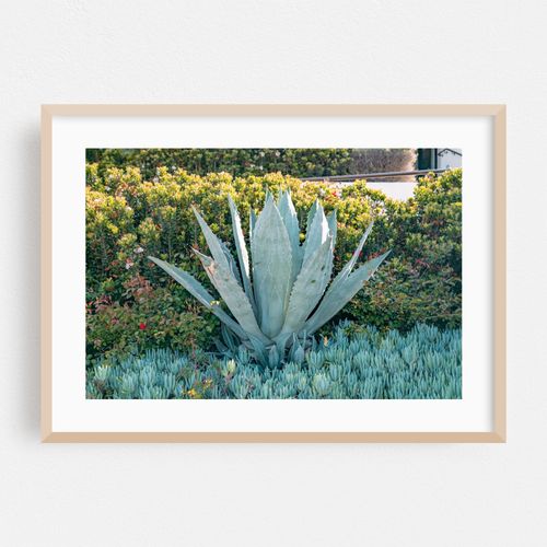 Giant Agave