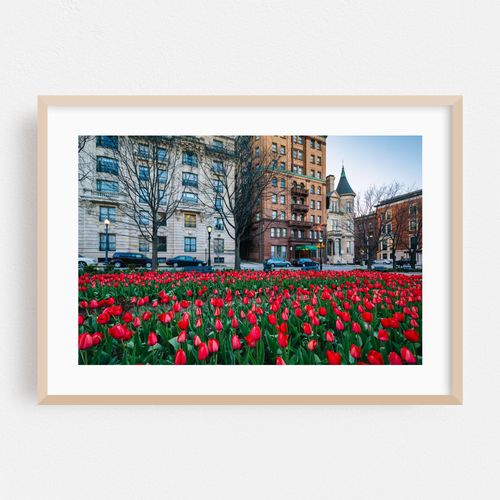 Tulips