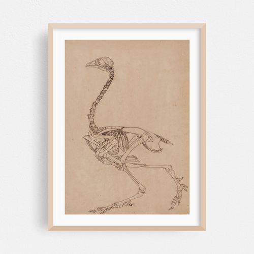 Fowl Skeleton, Lateral View (1795 to 1806)