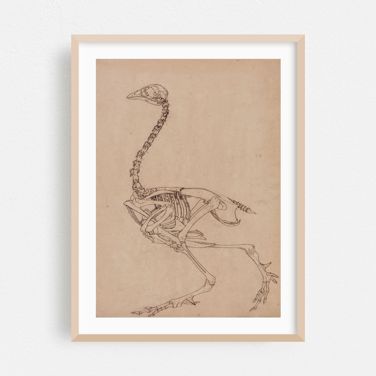 Fowl Skeleton, Lateral View (1795 to 1806) – image 1 of 15