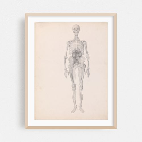 Human Figure, Anterior View (1795 to 1806)