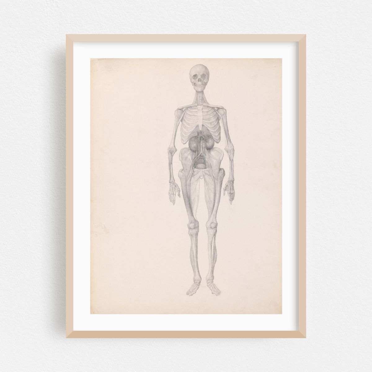 Human Figure, Anterior View (1795 to 1806) – image 1 of 3