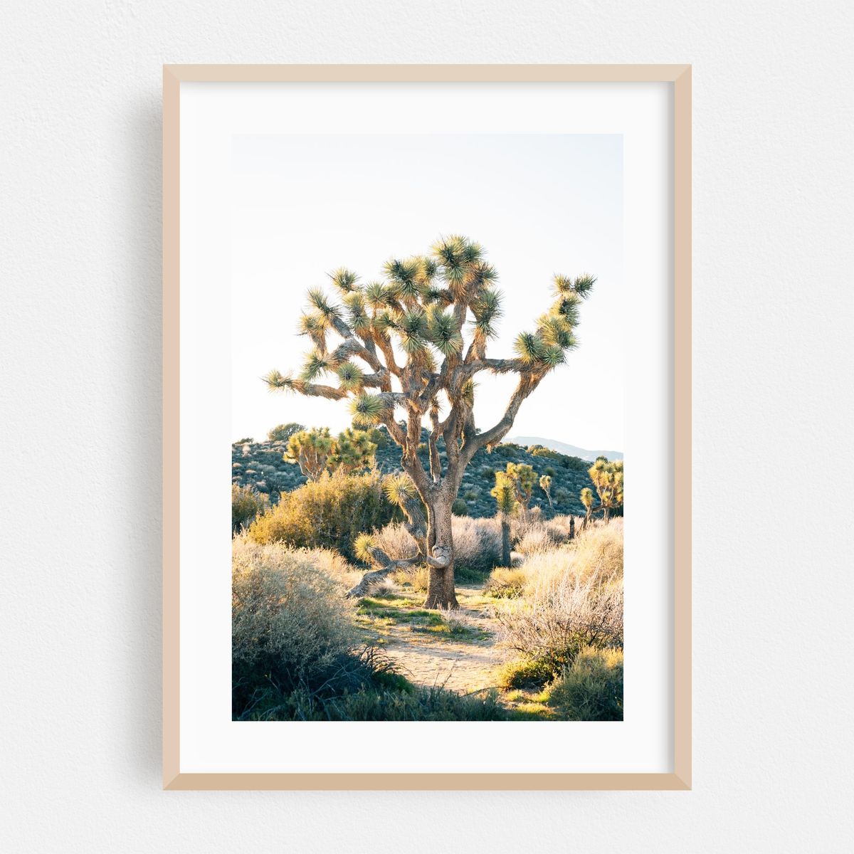 Joshua Tree 01 – image 1 of 16