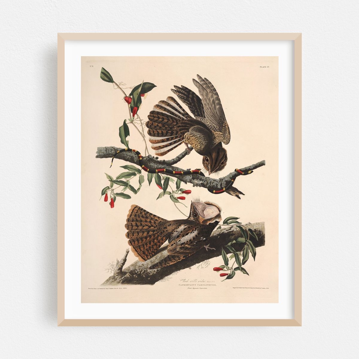 Chuck-will’s Widow (1827-1838) – image 1 of 12