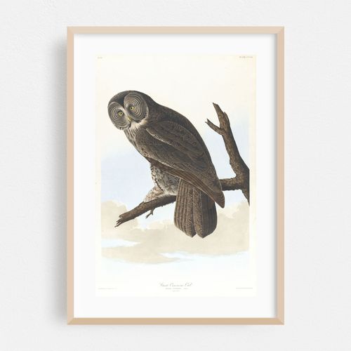Great cinereous owl (1827–1838)