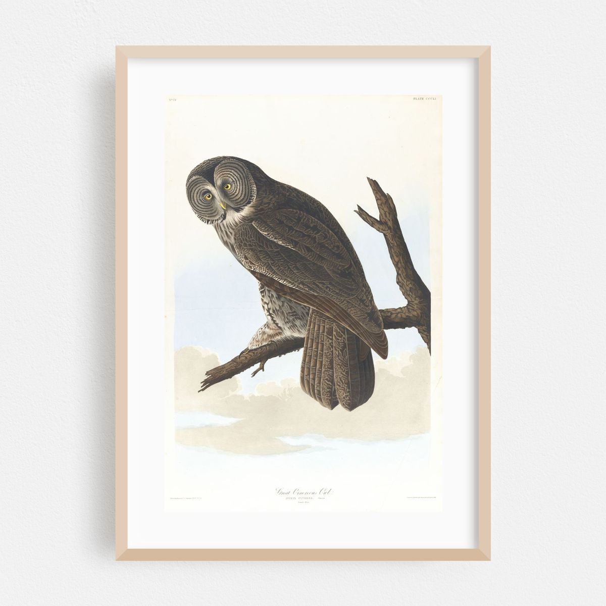 Great cinereous owl (1827–1838) – image 1 of 16