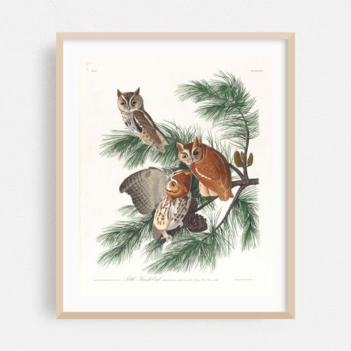 Little screech owl (1827–1838)