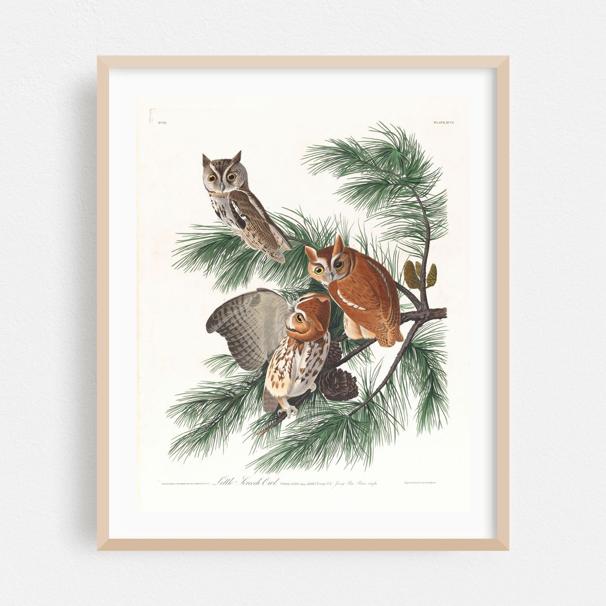Little screech owl (1827–1838) – image 1 of 12