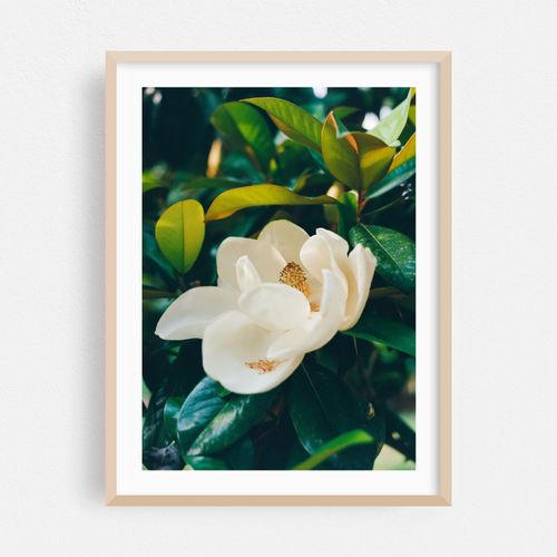 Magnolia Blooms