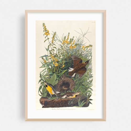 Meadow lark (1827–1838)