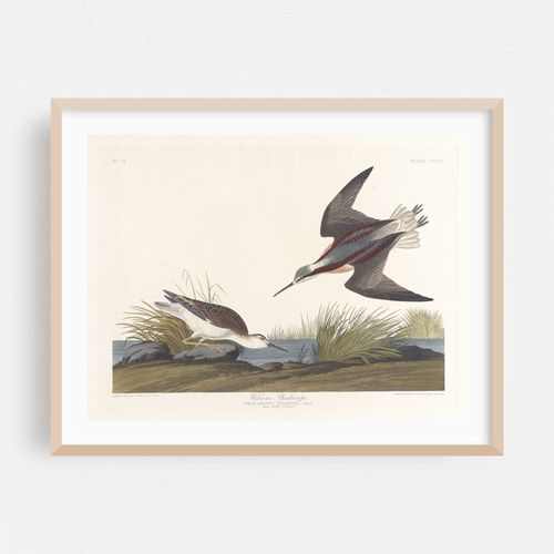 Wilson’s phalarope (1827–1838)