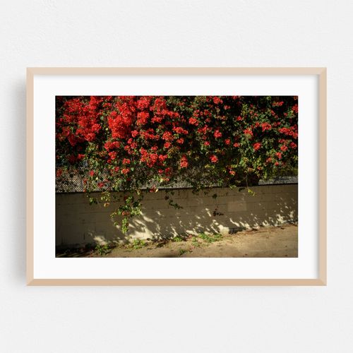 Bougainvillea in the Arts District 02