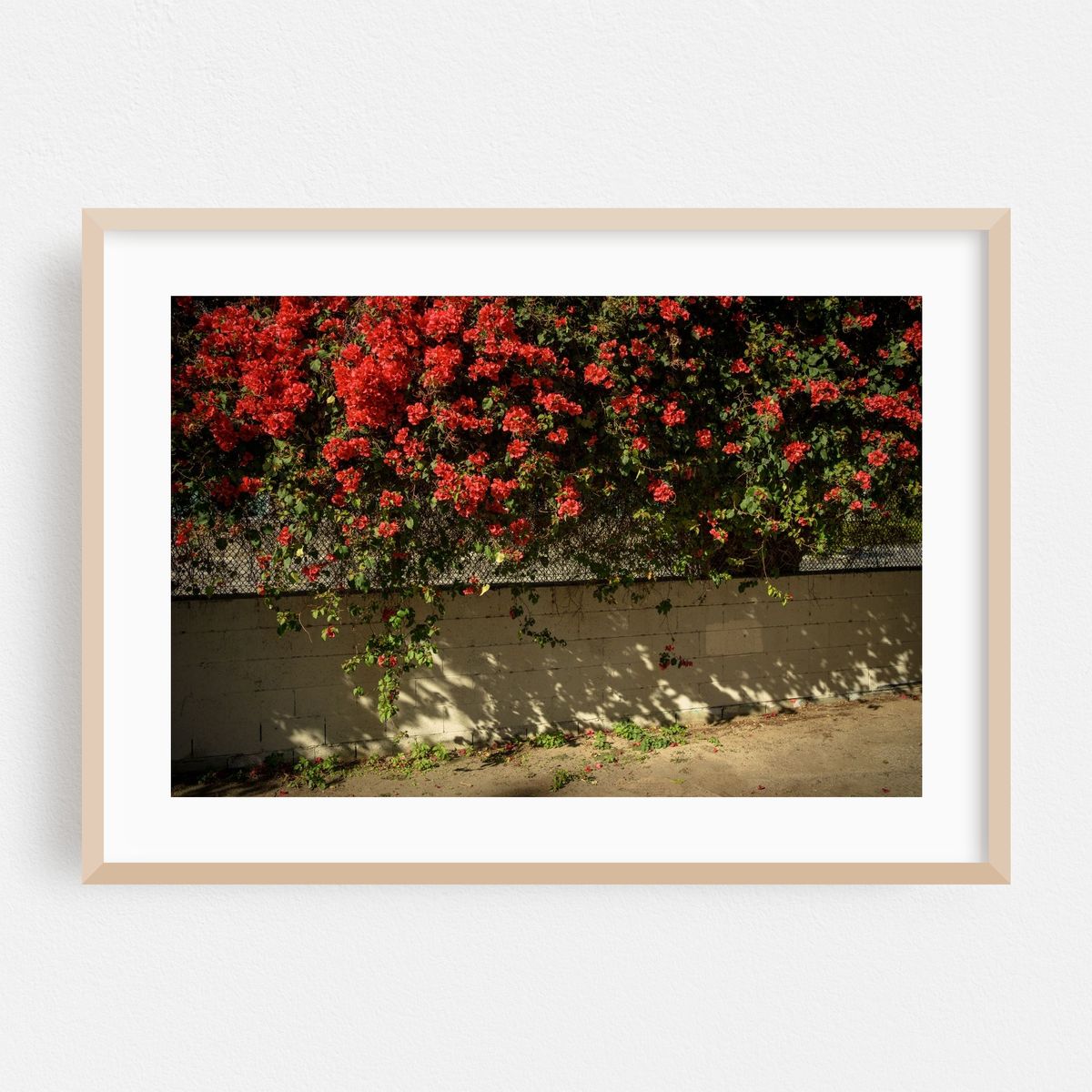 Bougainvillea in the Arts District 02 – image 1 of 6
