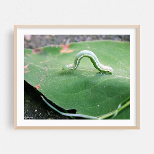 Inchworm