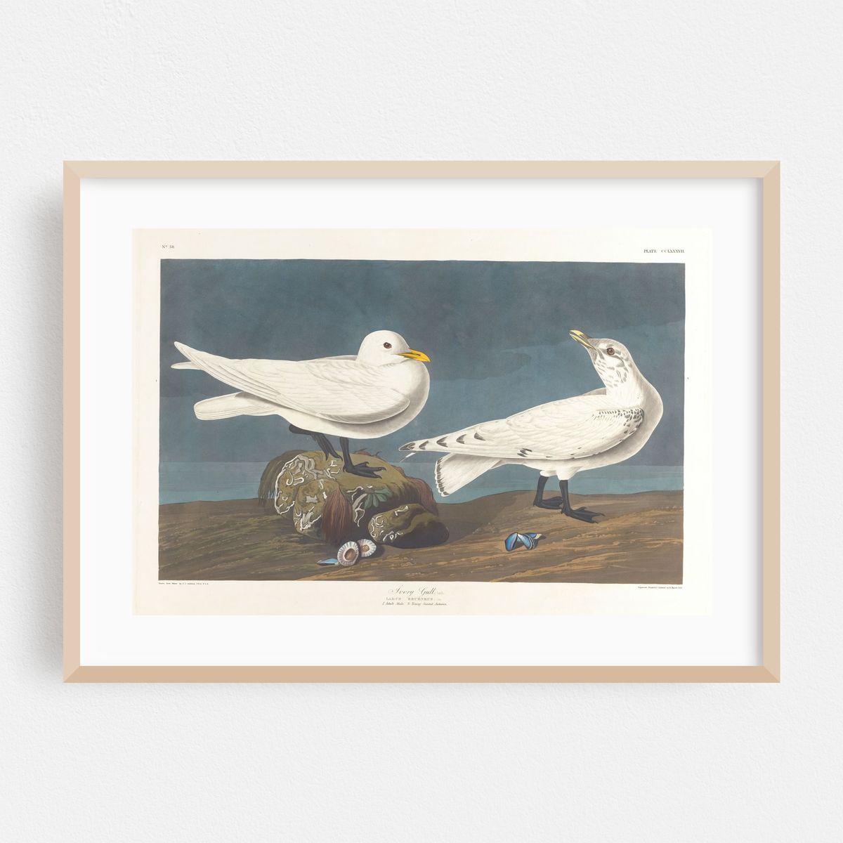 Ivory gull (1827–1838) – image 1 of 6