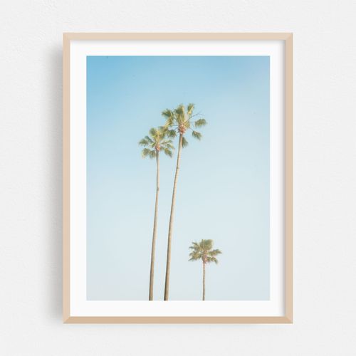 Laguna Beach Palms
