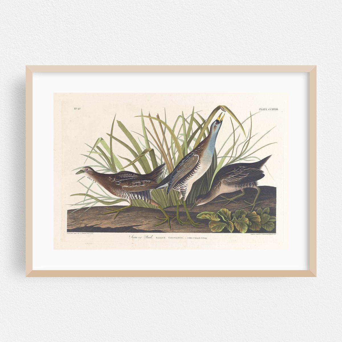 Sora or rail (1827–1838) – image 1 of 6