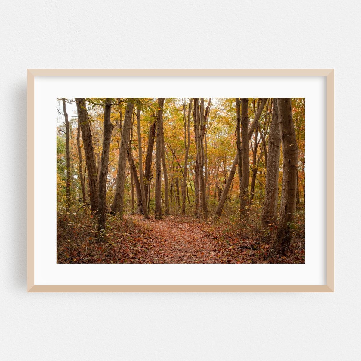 Autumn in Farmingville 02 – image 1 of 6