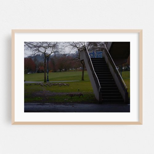 Canadian Geese and Concrete Steps
