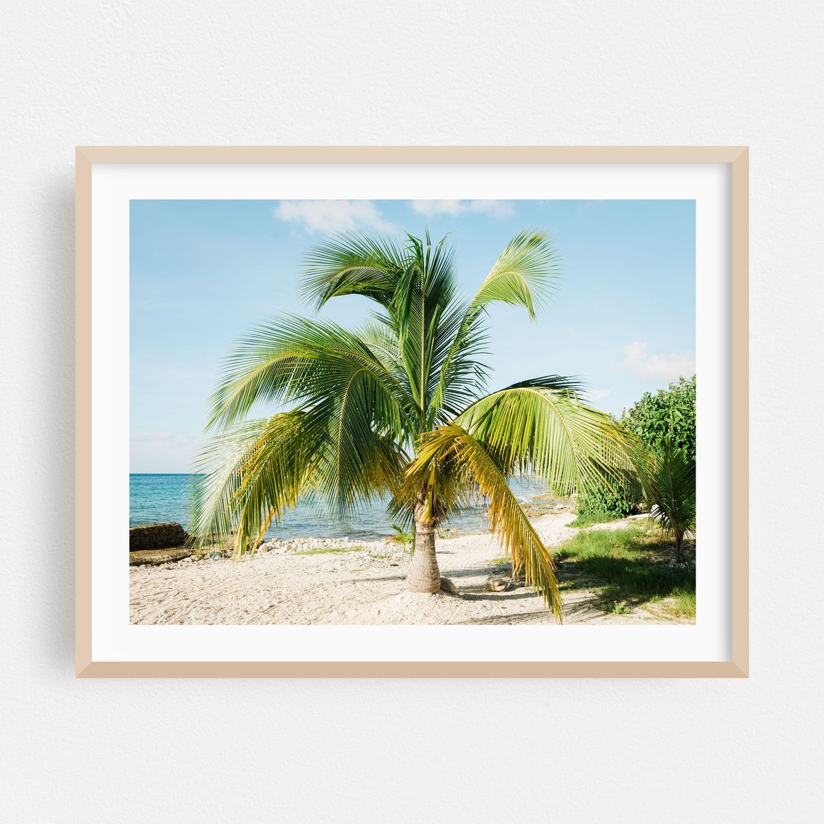 Palm Tree, Cozumel 02 – image 1 of 3
