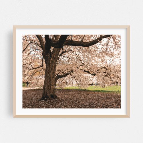 Cherry Blossoms, Central Park 02