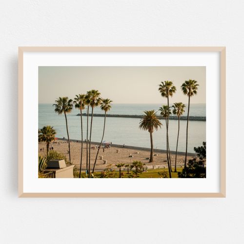 Palms in Corona Del Mar