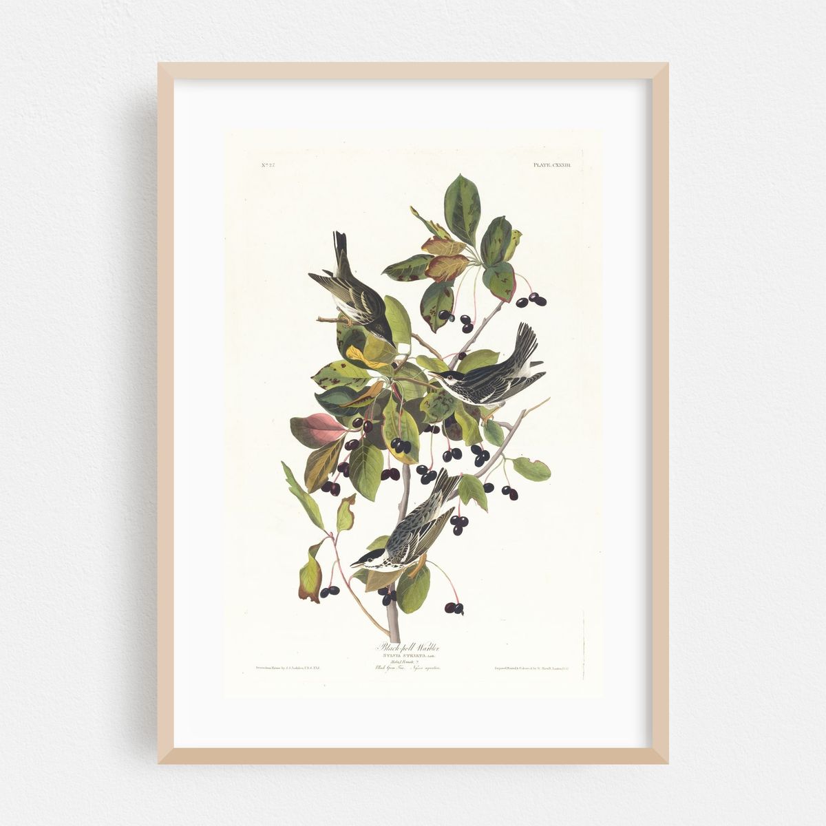 Black-poll warbler (1827–1838) – image 1 of 16