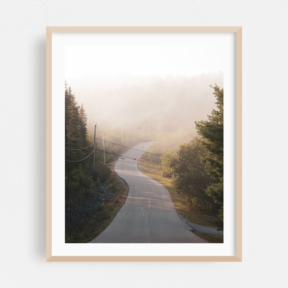 Fog in Cutler 02 – image 1 of 12