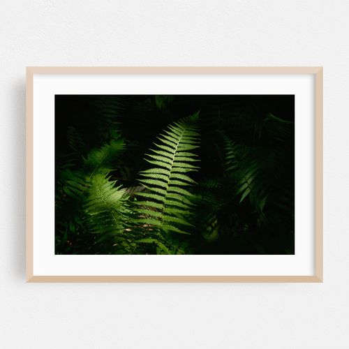 Ferns on Partridge Island Trail, Lynnfield 04