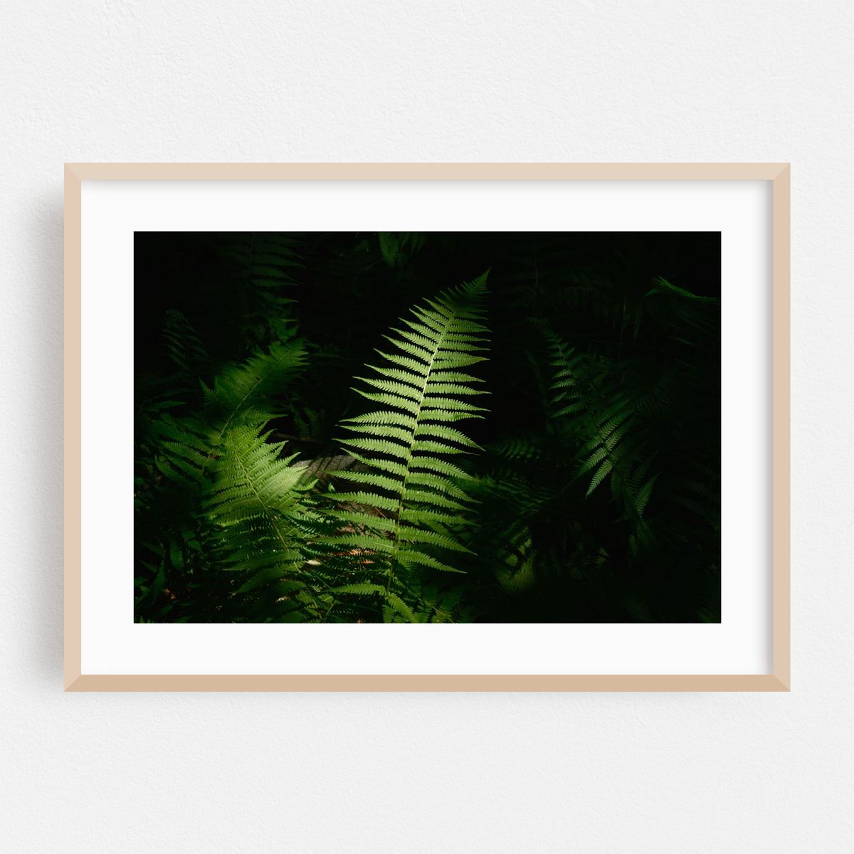 Ferns on Partridge Island Trail, Lynnfield 04 – image 1 of 6