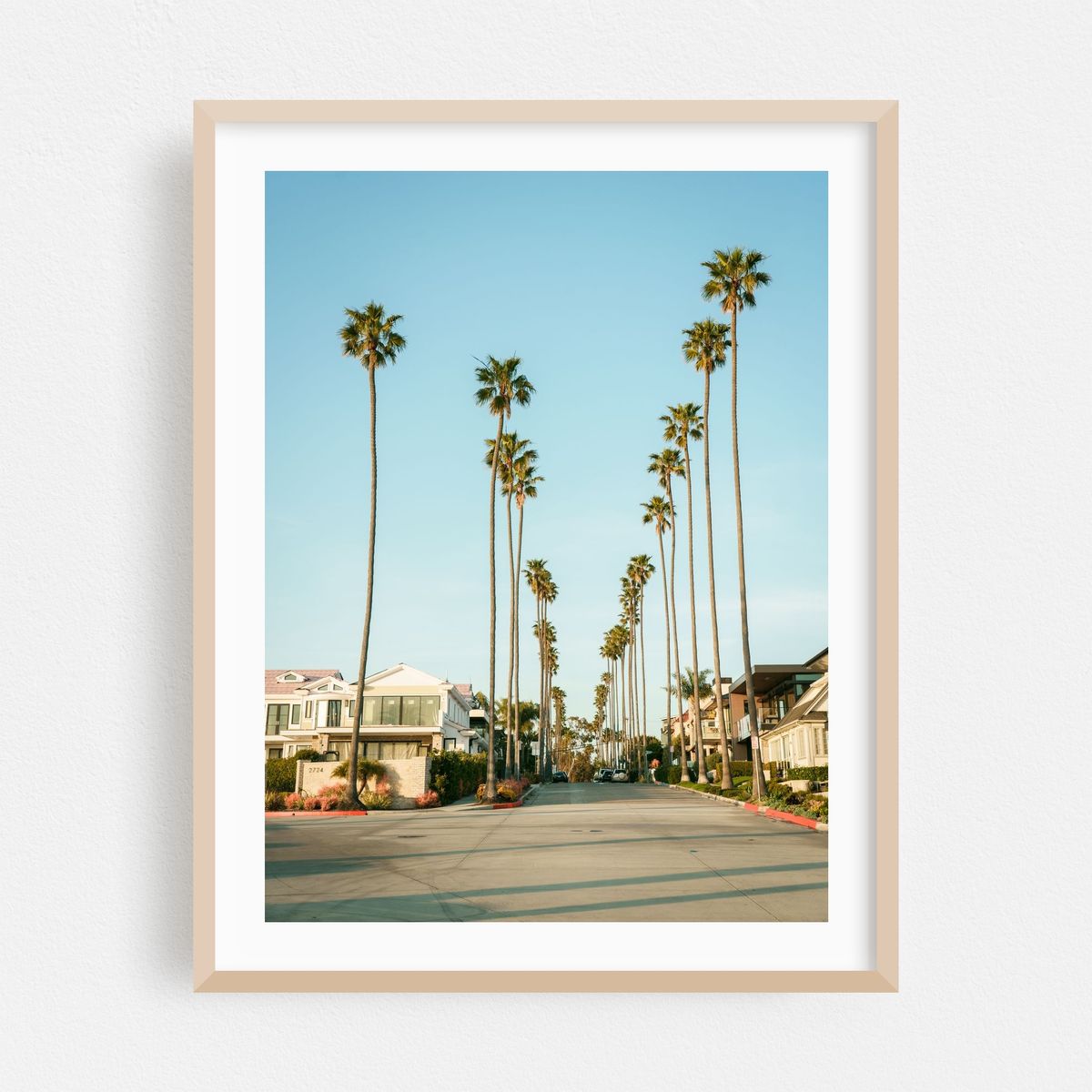 Palm Trees in Corona Del Mar – image 1 of 3