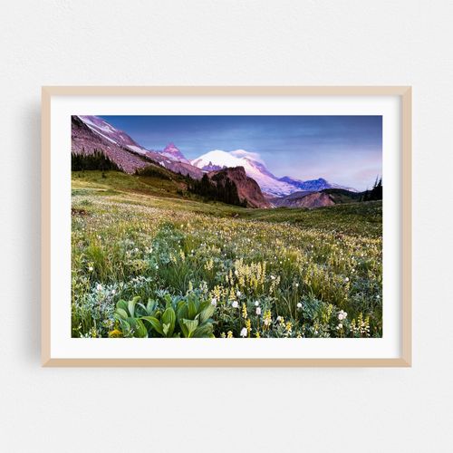 Summerland Wildflowers, Mt. Rainier National Park