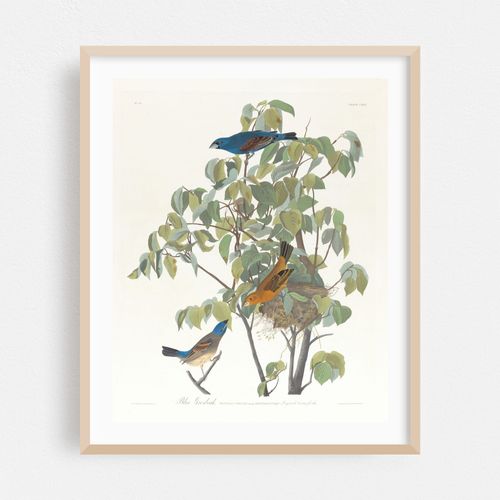 Blue grosbeak (1827–1838)