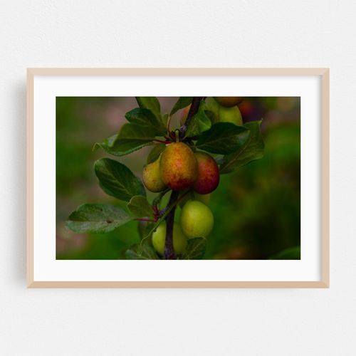 fruit ripening on tree