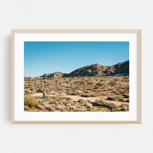 Desert Landscape, Joshua Tree 01