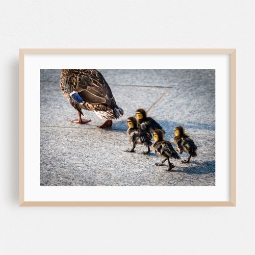 Following the Mum