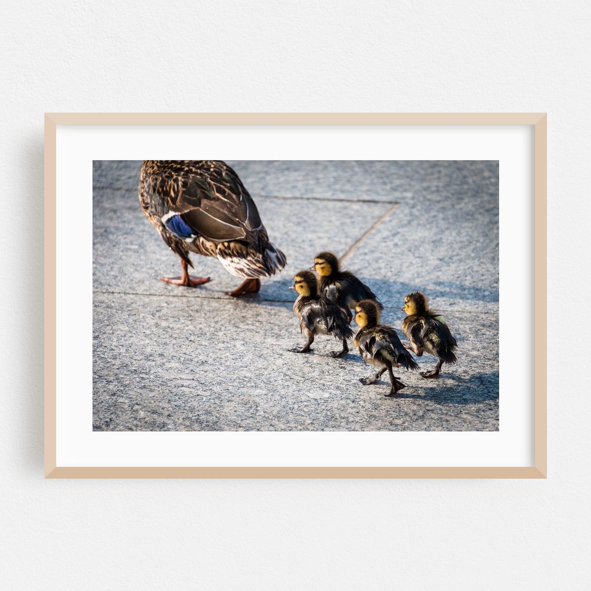 Following the Mum – image 1 of 6