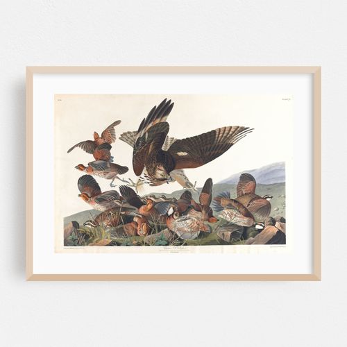 Virginian partridge (1827–1838)
