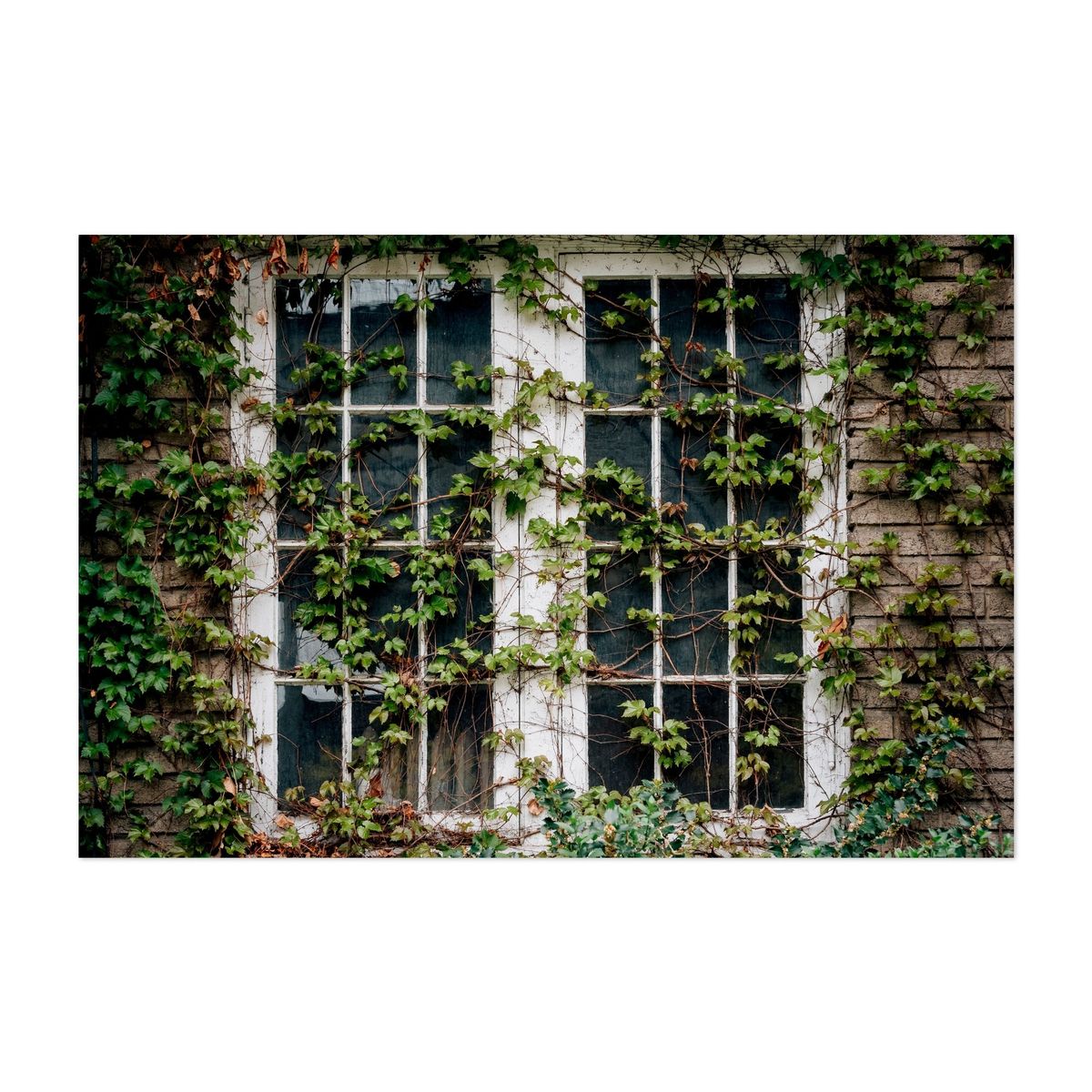 Ivy, Cleveland – image 1 of 2