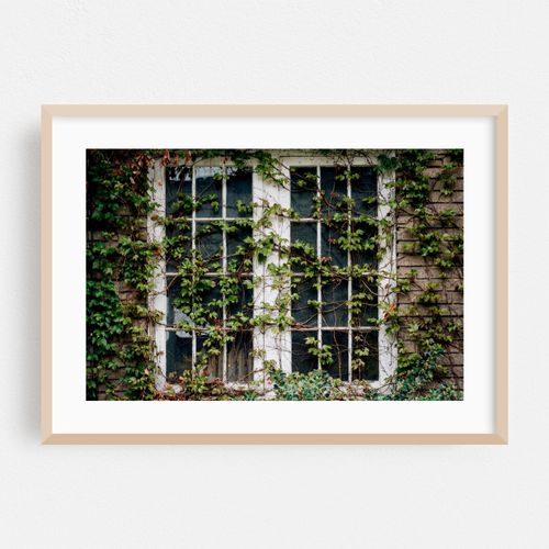 Ivy, Cleveland