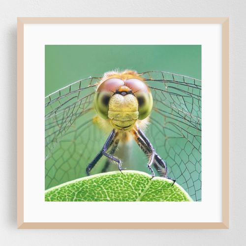 Dragonfly Face