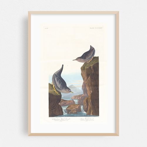 Columbian water ouzel (1827–1838)