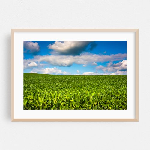 Fields