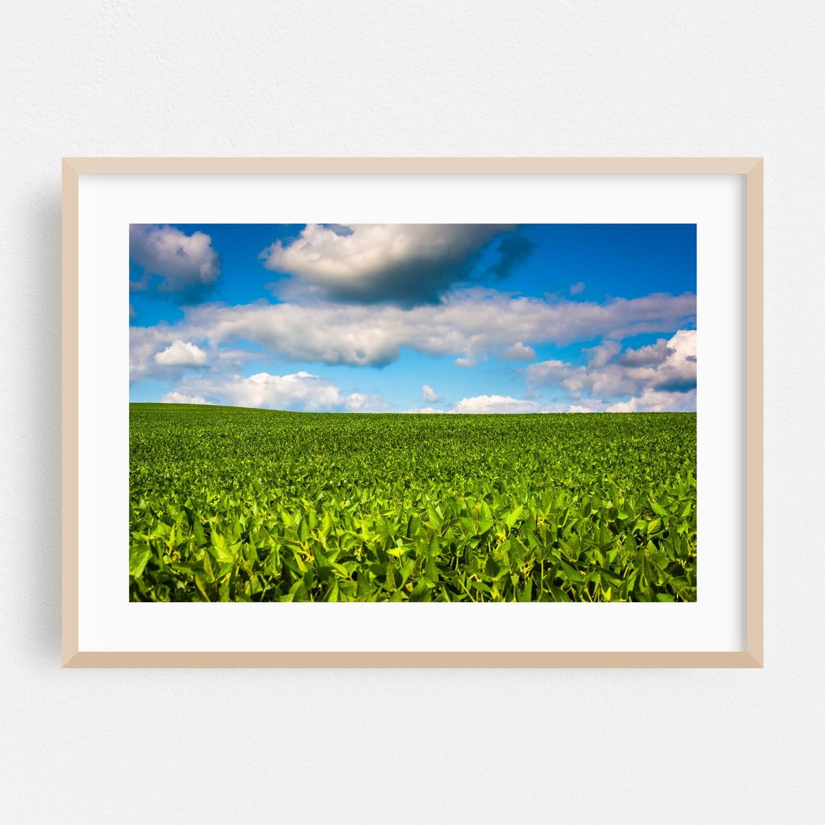 Fields – image 1 of 6