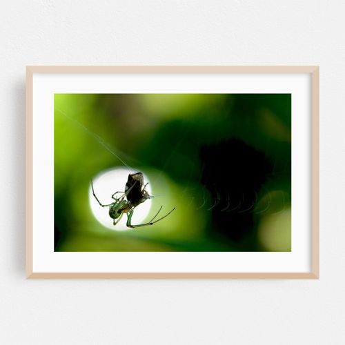 Spider and Prey 01