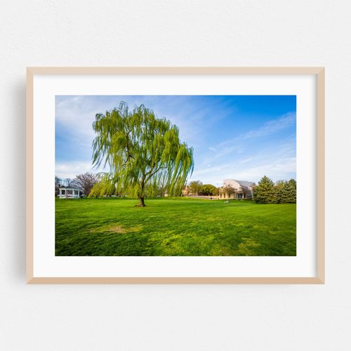 Weeping Willow
