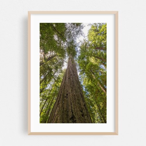Reach for the Sky