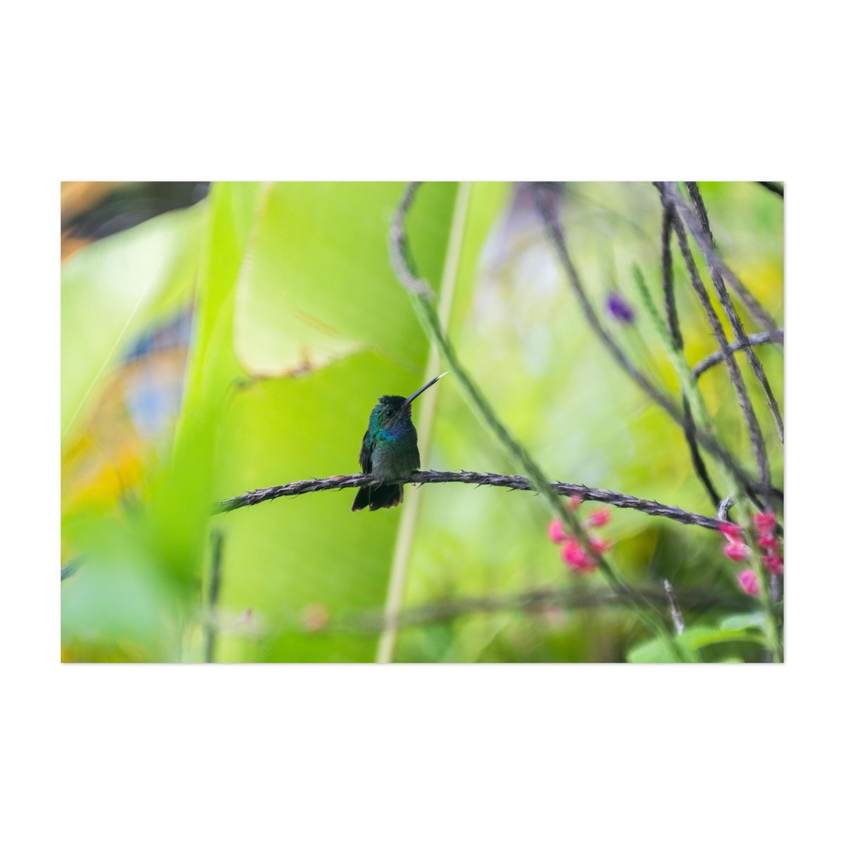 Hummingbird in Río – image 1 of 2