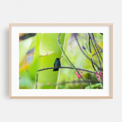 Hummingbird in Río